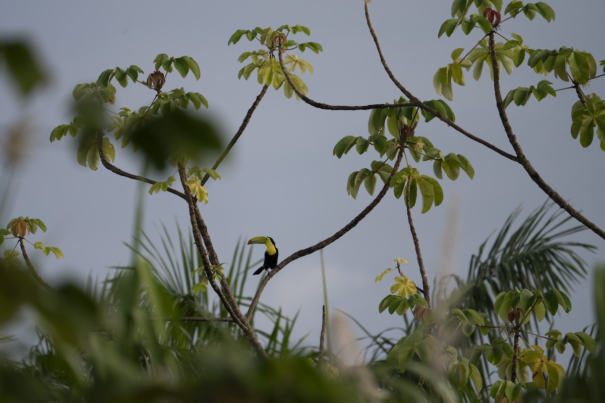 tukan středoamerický - ML644239208