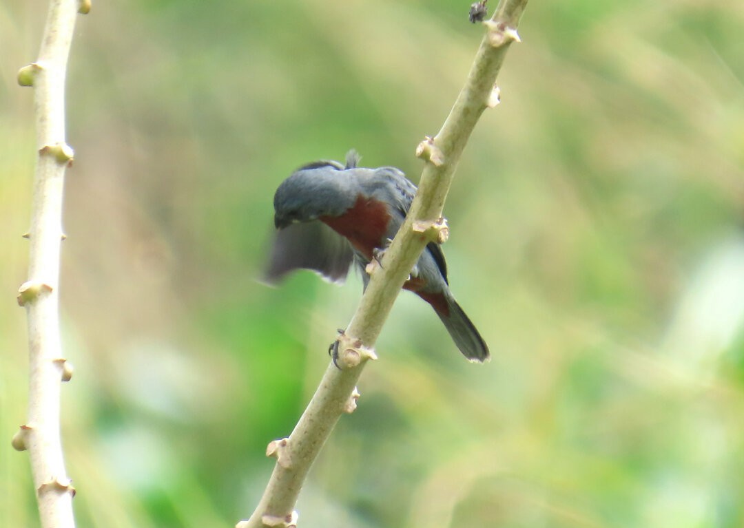 Chestnut-bellied Seedeater - ML644239210