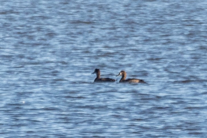 Морская чернеть - ML644239214