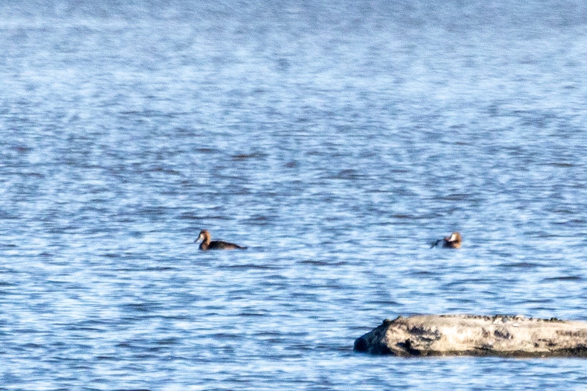 Морская чернеть - ML644239215