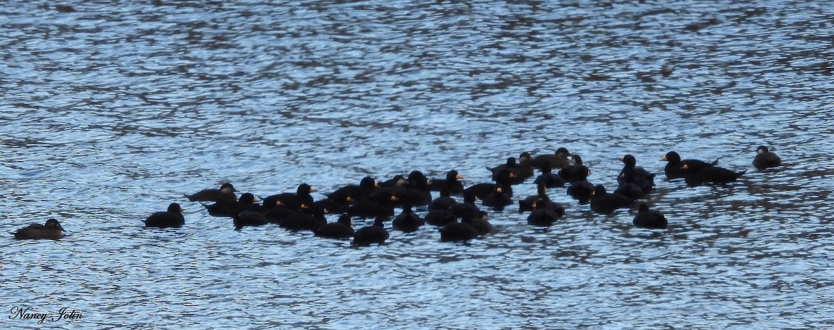 Black Scoter - ML644239236
