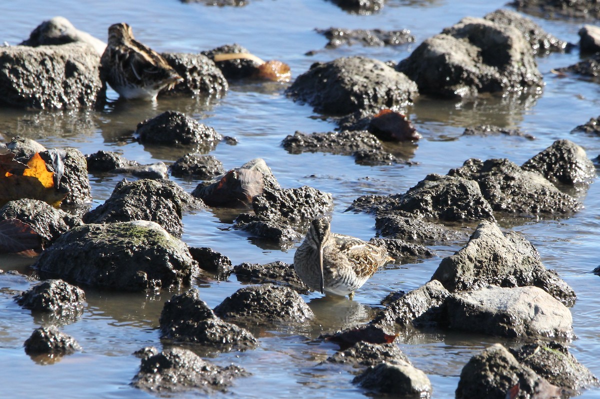Wilson's Snipe - ML644239247