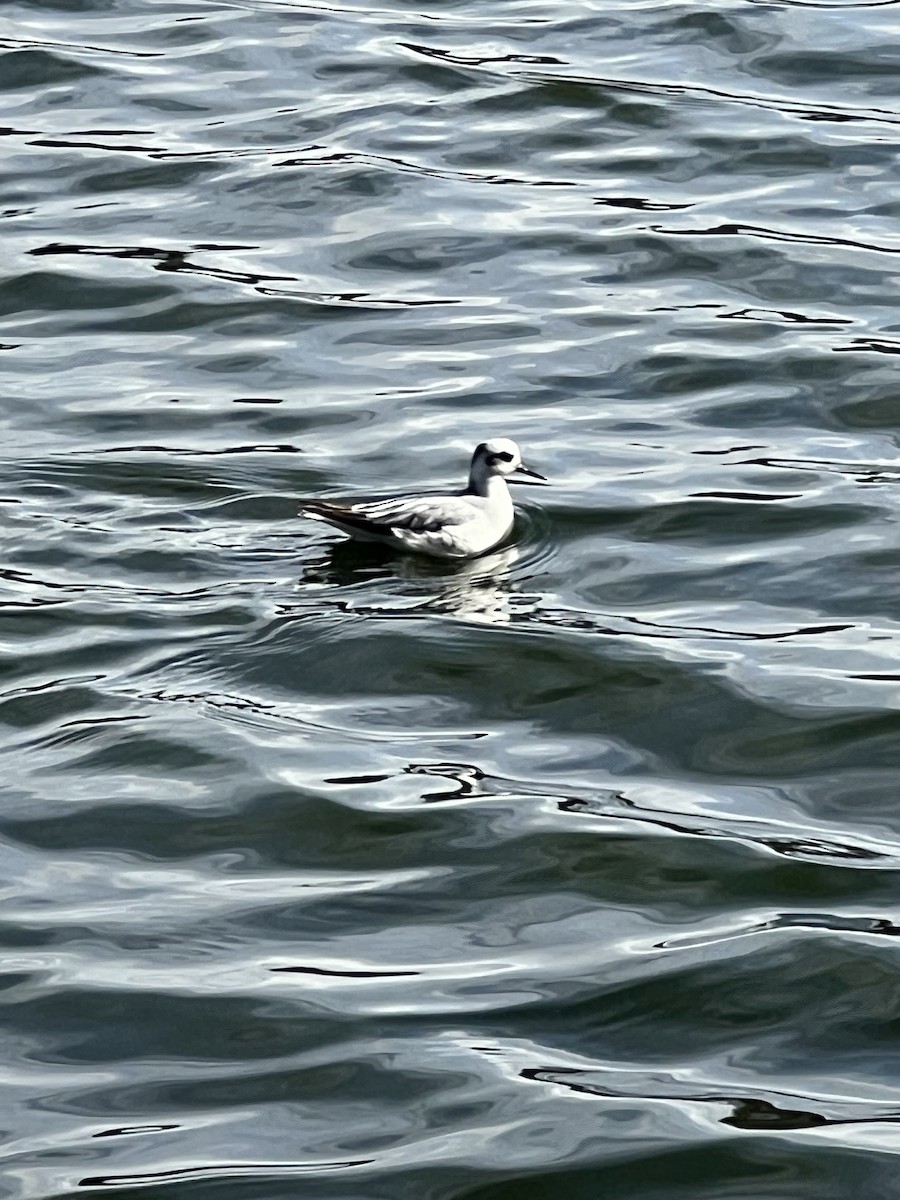 Falaropo beccolargo - ML644239266