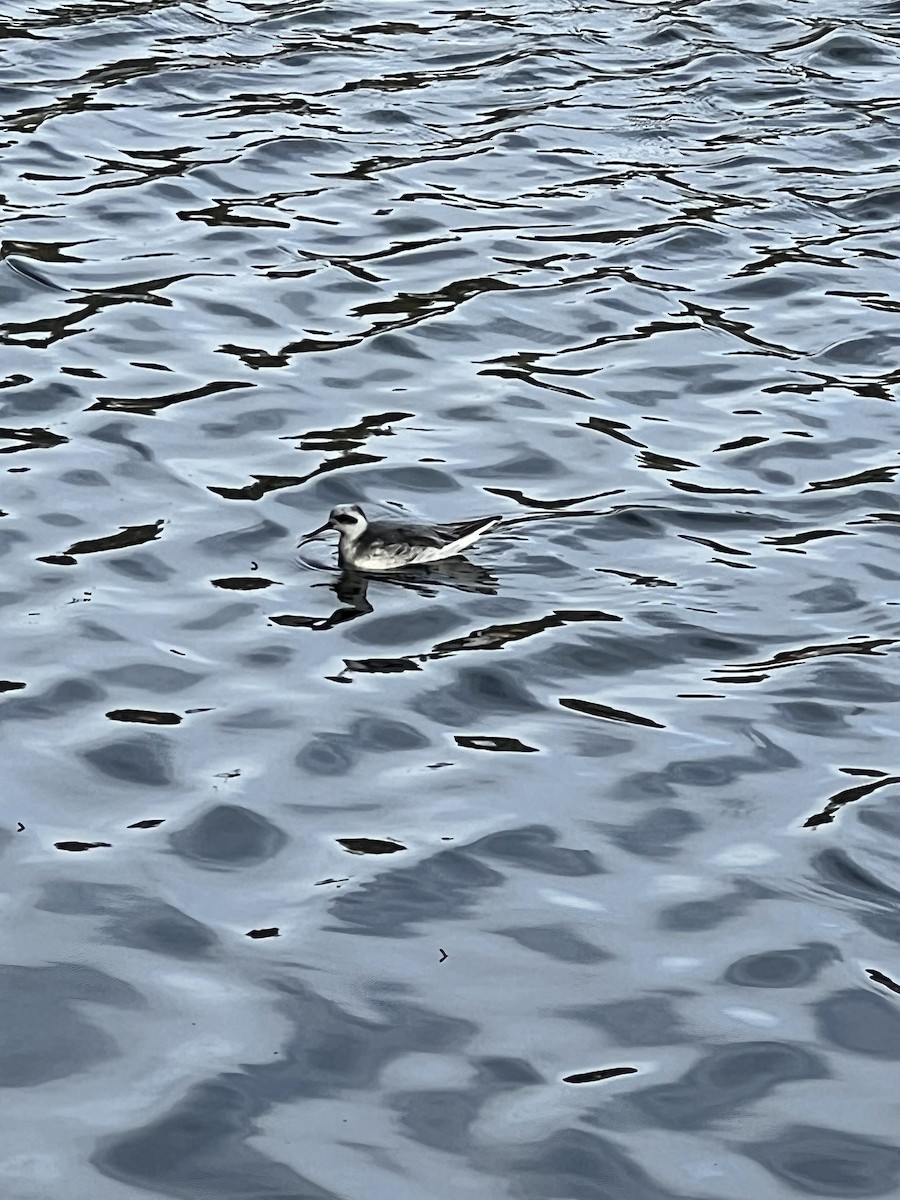 Falaropo beccolargo - ML644239267