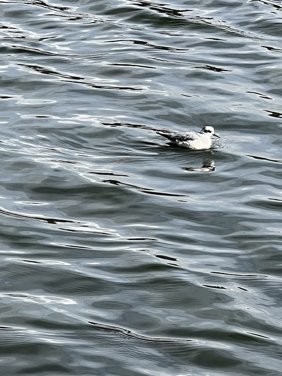 Phalarope à bec large - ML644239268