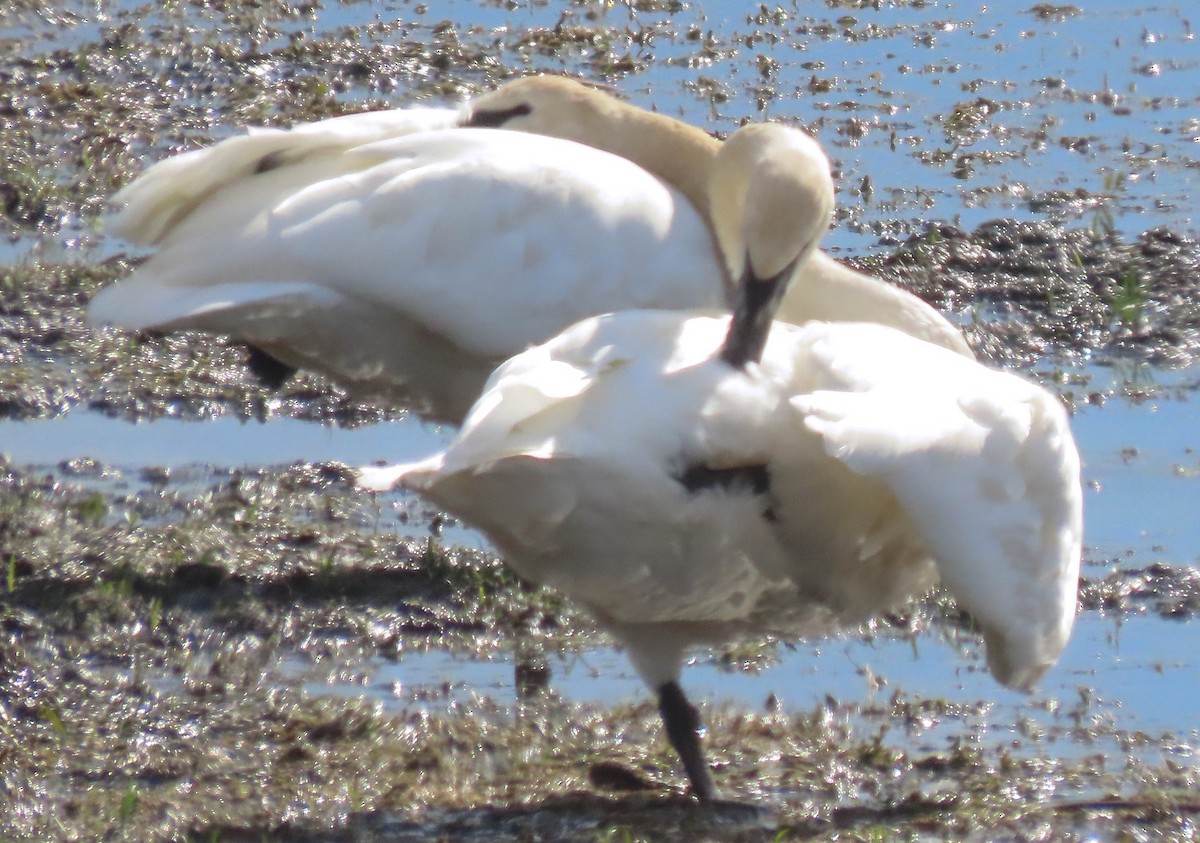 Trumpeter Swan - ML644239275
