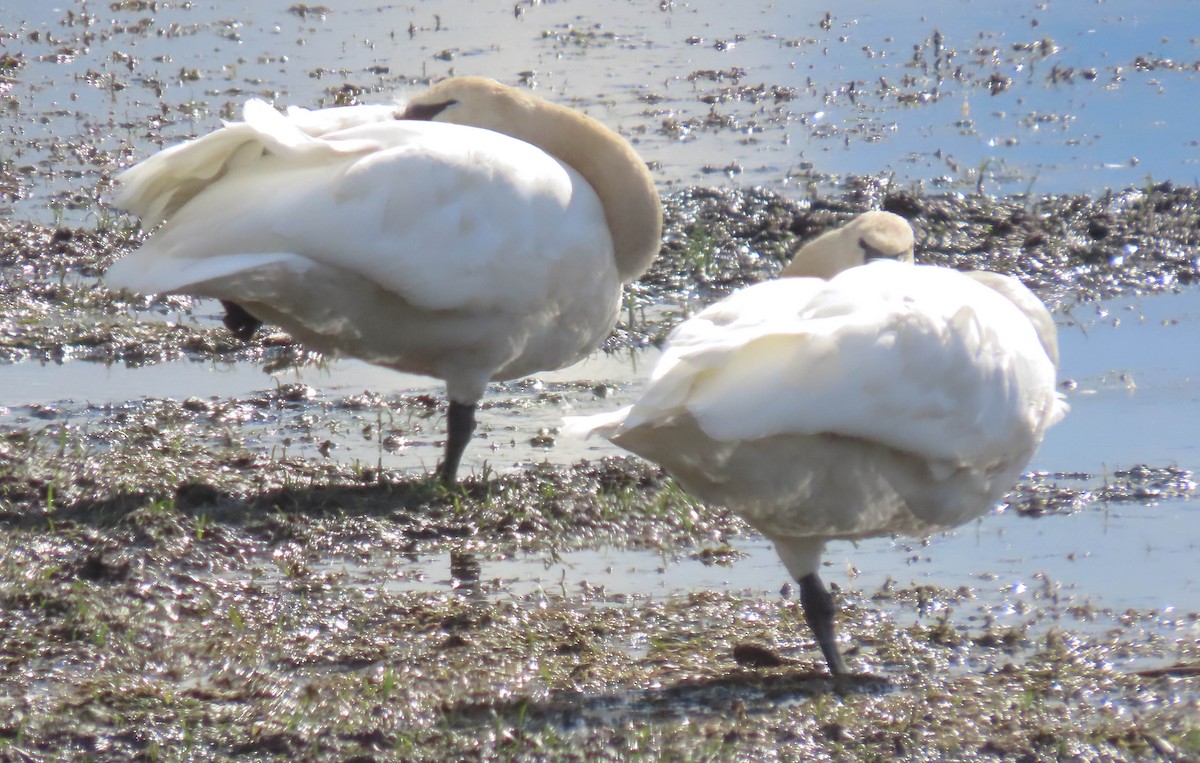Trumpeter Swan - ML644239276