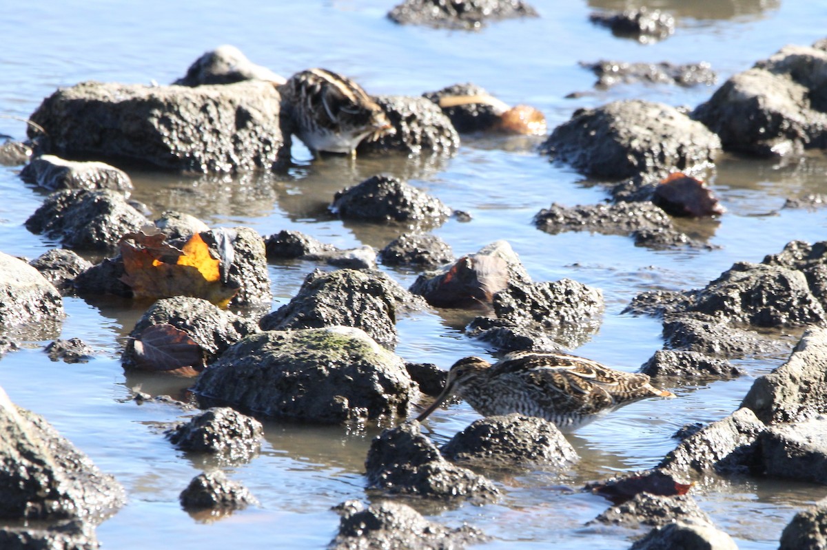 Wilson's Snipe - ML644239277
