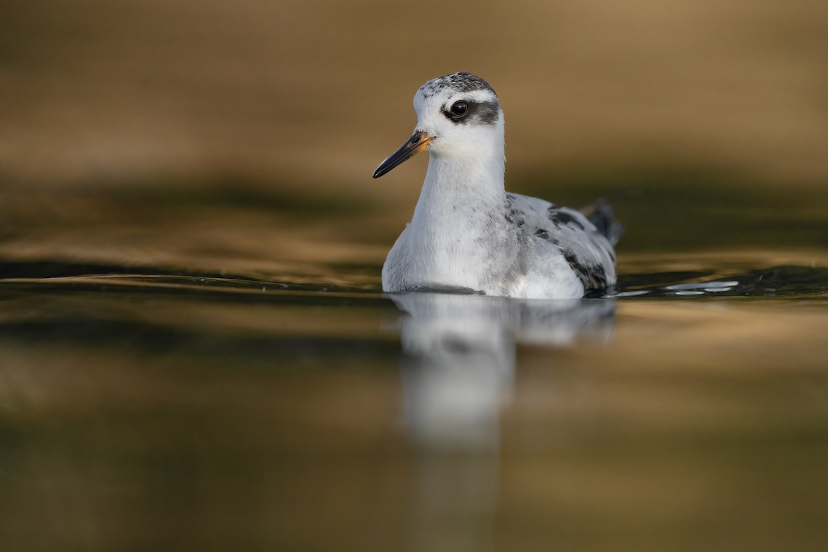 Phalarope à bec large - ML644239302