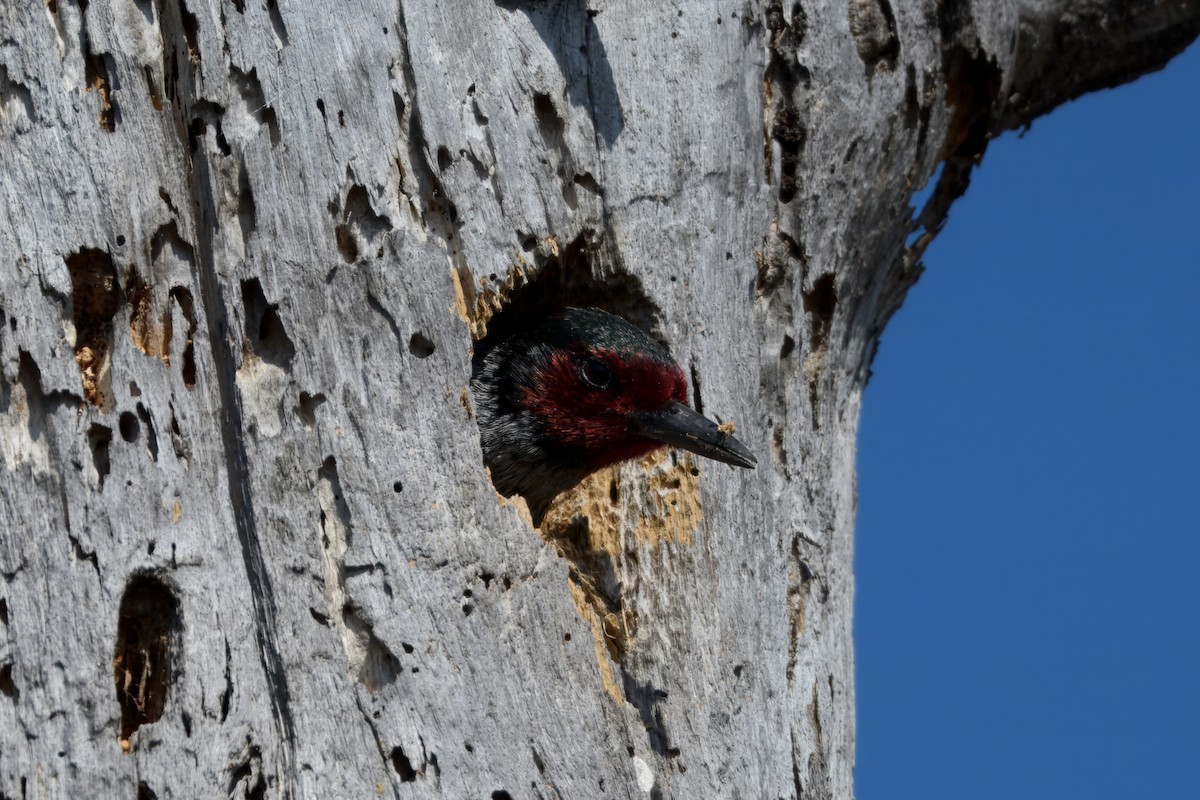 Lewis's Woodpecker - ML644239306