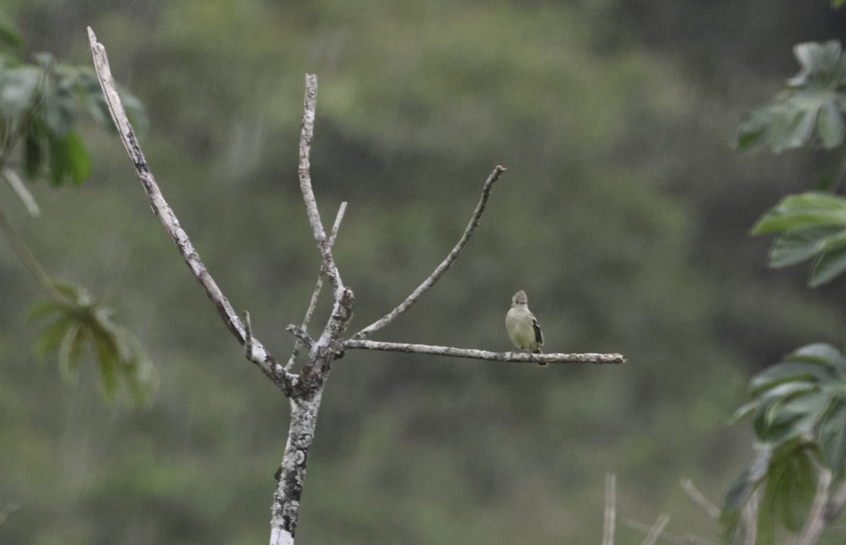 Yellow-bellied Elaenia - ML644239309