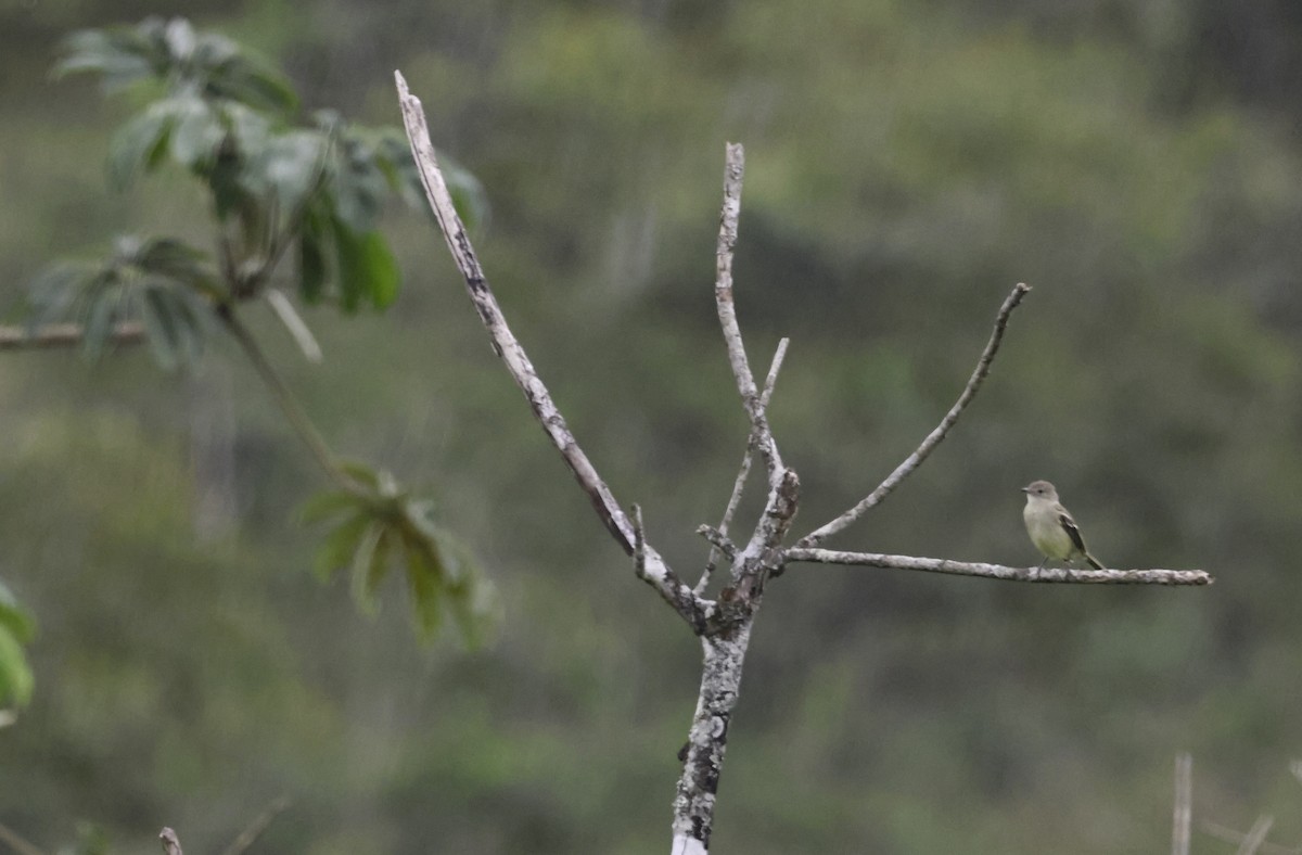 Yellow-bellied Elaenia - ML644239310