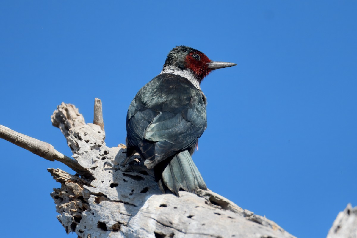Lewis's Woodpecker - ML644239313