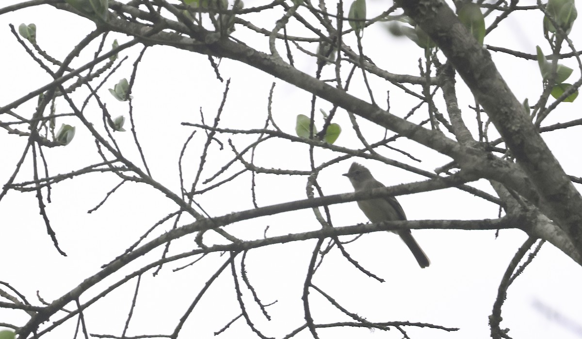 Yellow-bellied Elaenia - ML644239314