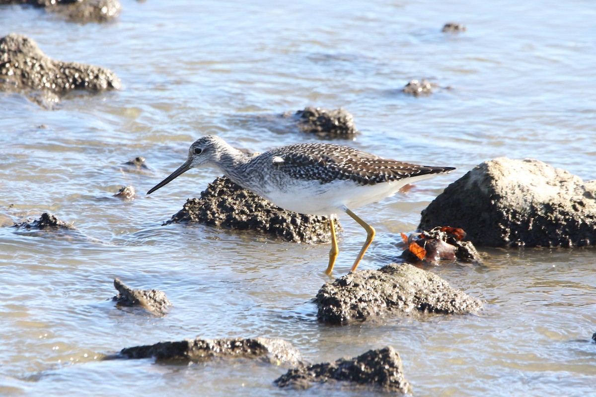 Greater Yellowlegs - ML644239317