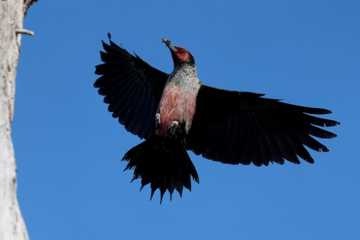 Lewis's Woodpecker - ML644239325