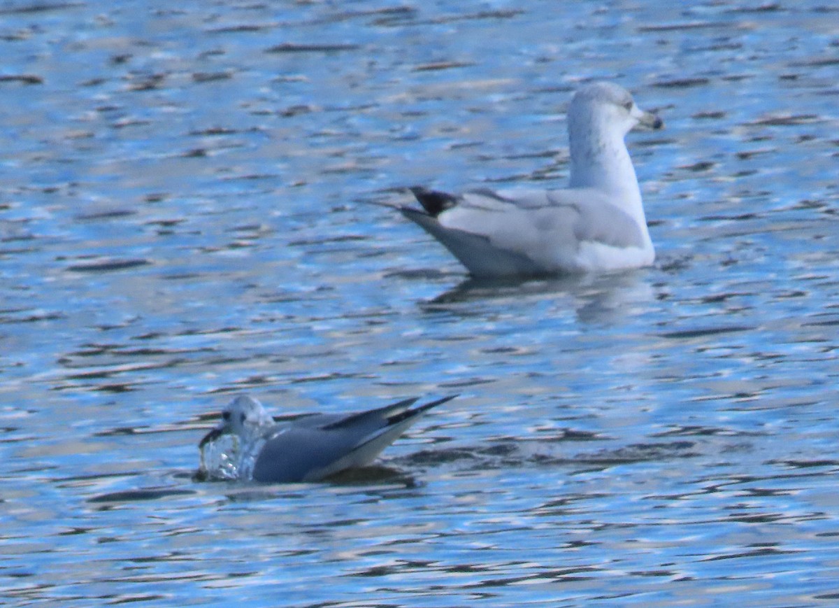 Bonaparte's Gull - ML644239338