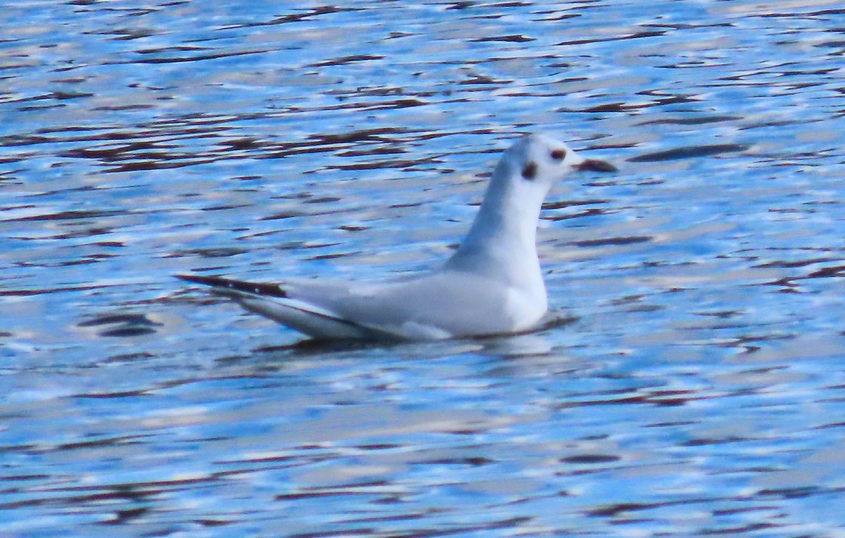 Bonaparte's Gull - ML644239339
