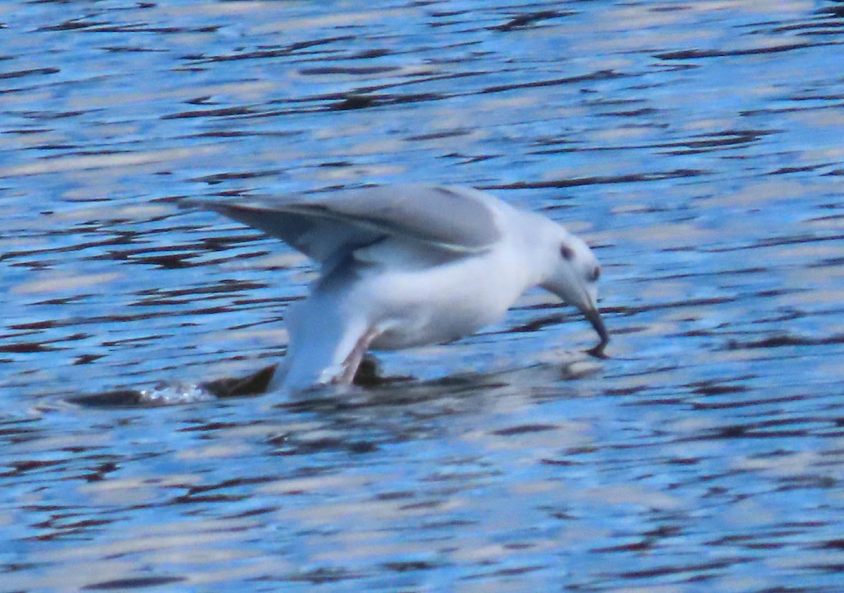 Bonaparte's Gull - ML644239340