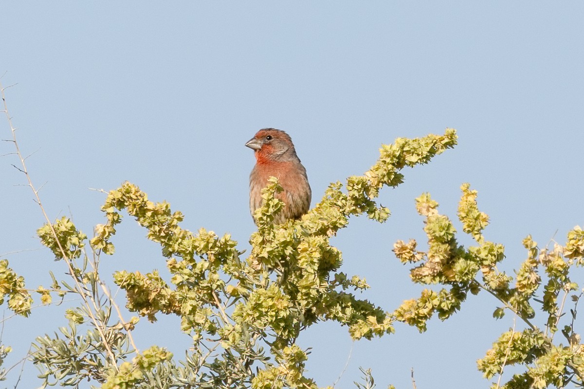 Roselin familier - ML644239362