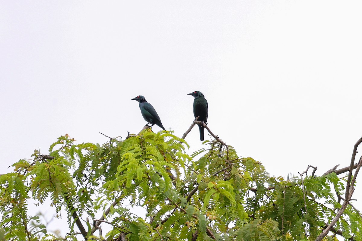 Asian Glossy Starling - ML644239363