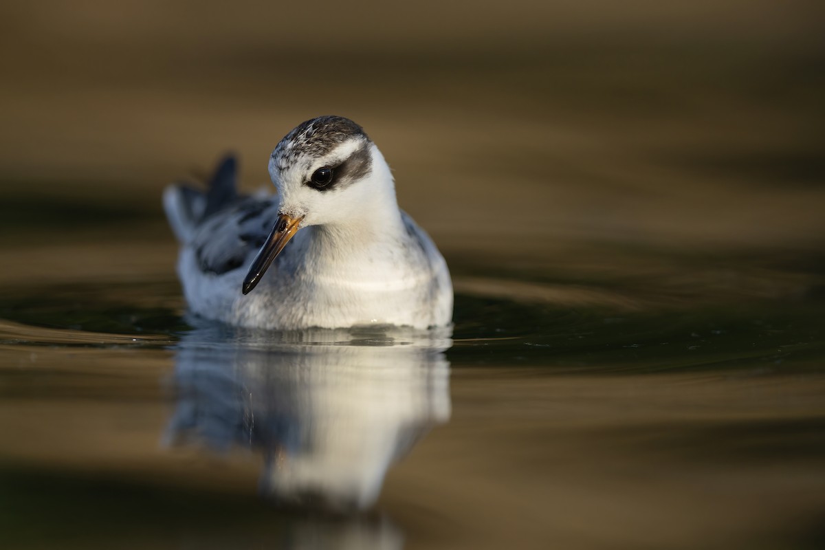 Phalarope à bec large - ML644239368