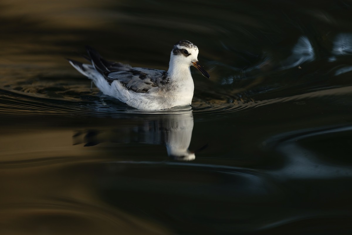 Phalarope à bec large - ML644239369