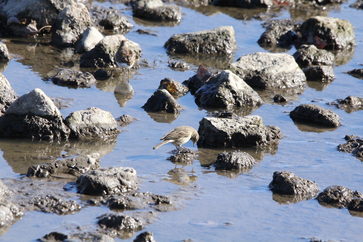 American Pipit - ML644239382