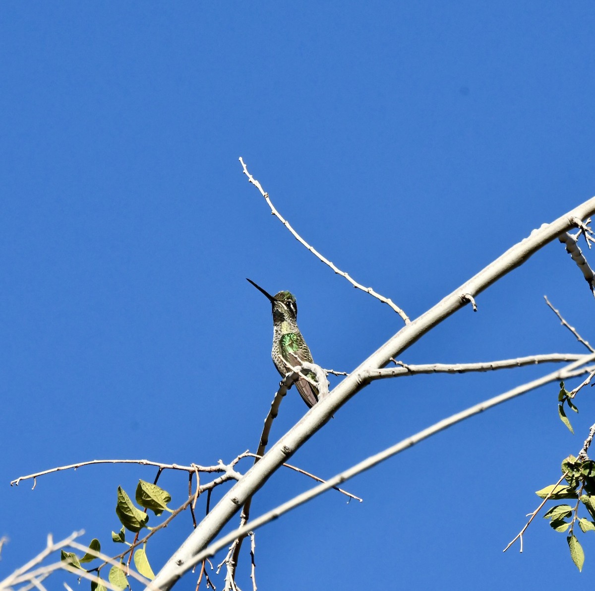 purpurissekolibri - ML644239393