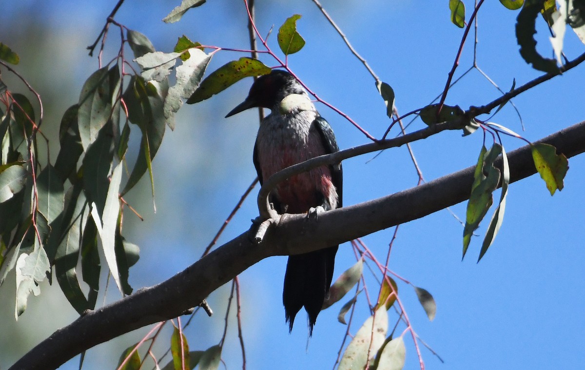 Lewis's Woodpecker - ML644239397
