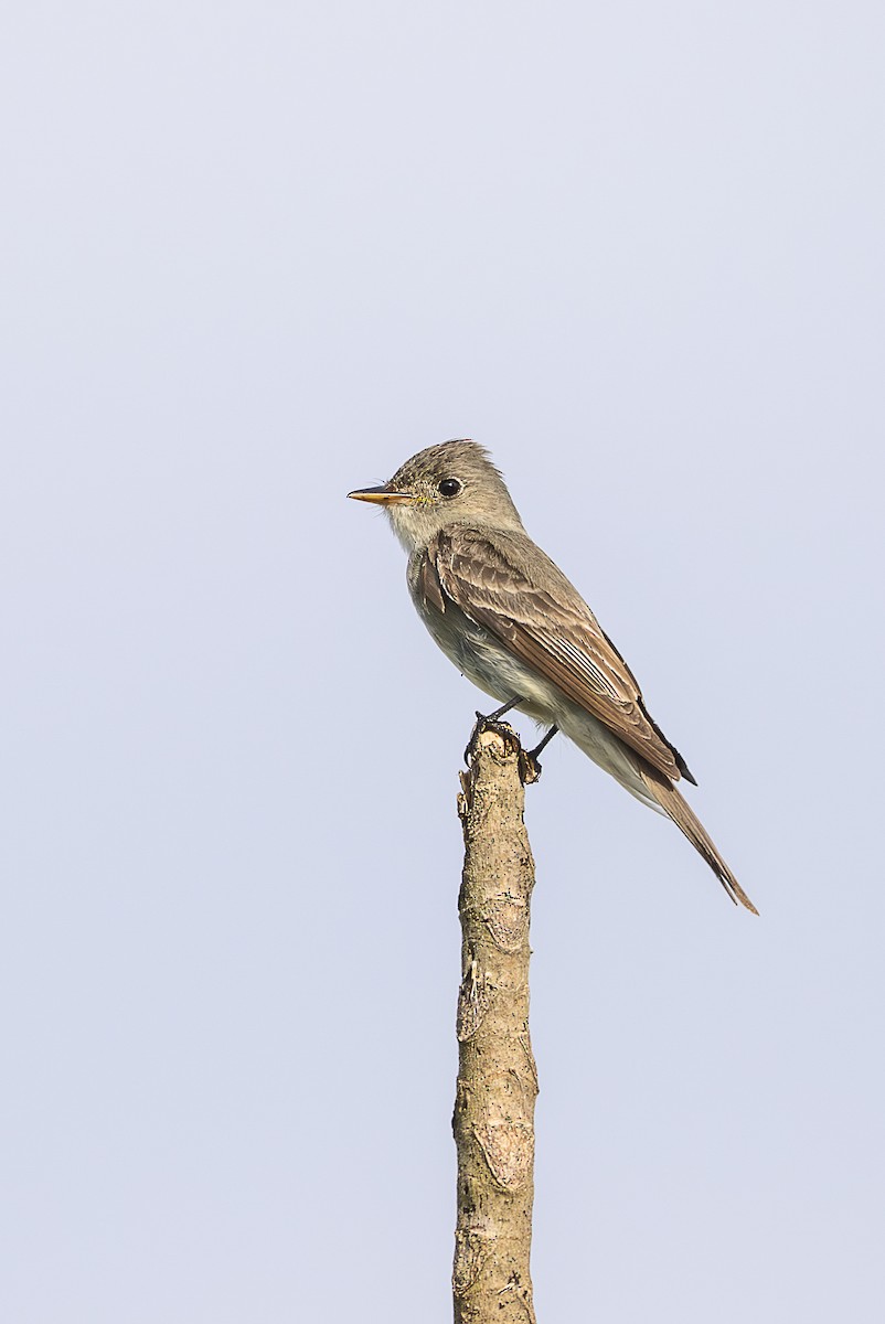 Eastern Wood-Pewee - ML644239398