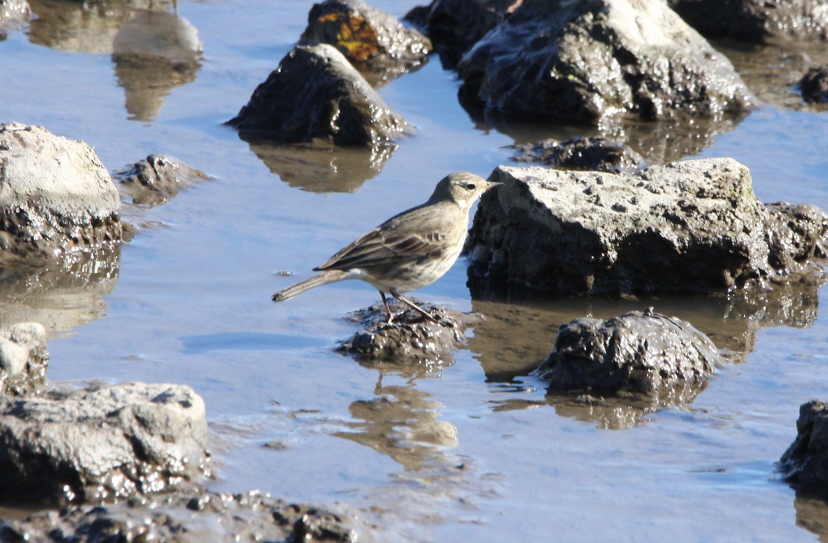 American Pipit - ML644239414