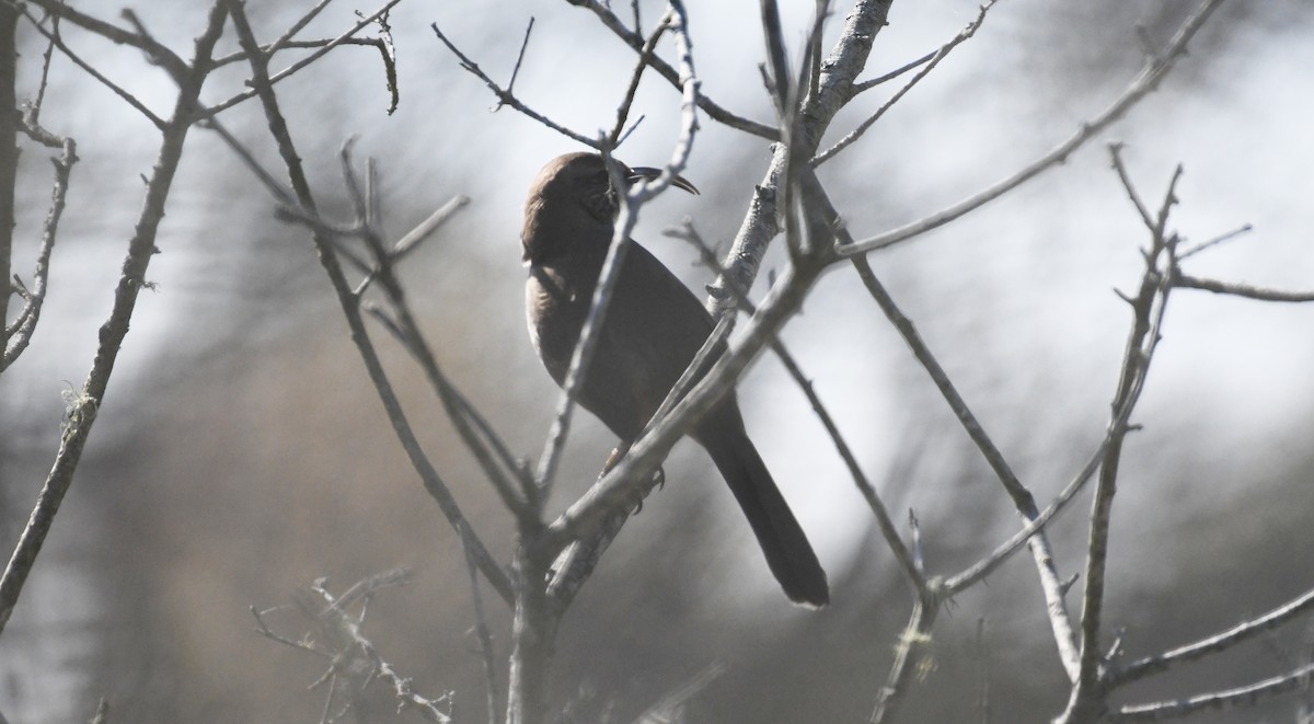 Kalifornienspottdrossel - ML644239419