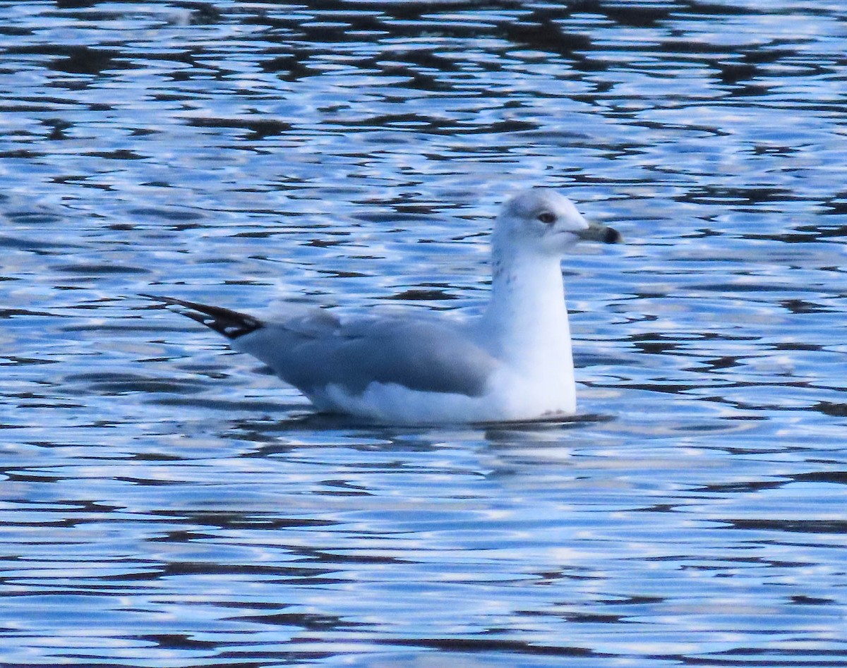Ring-billed Gull - ML644239426