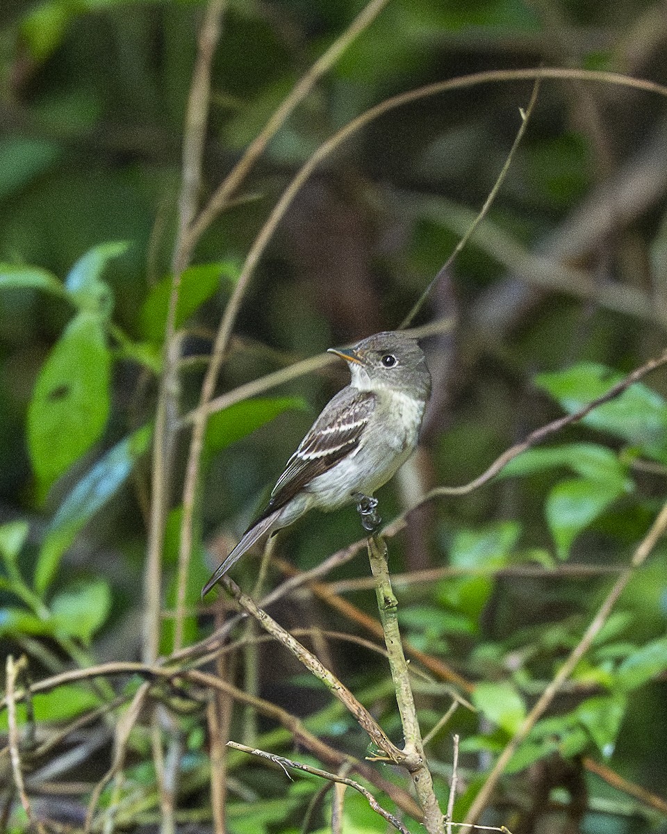 Eastern Wood-Pewee - ML644239433