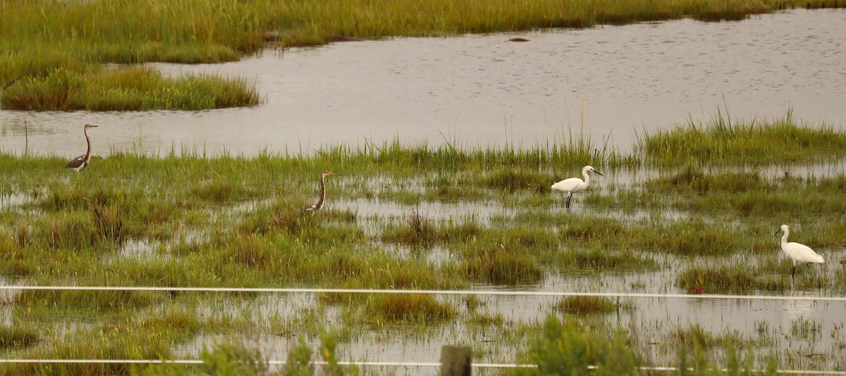 Tricolored Heron - ML644239438