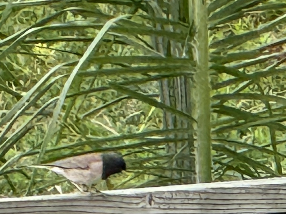Dark-eyed Junco - ML644239444