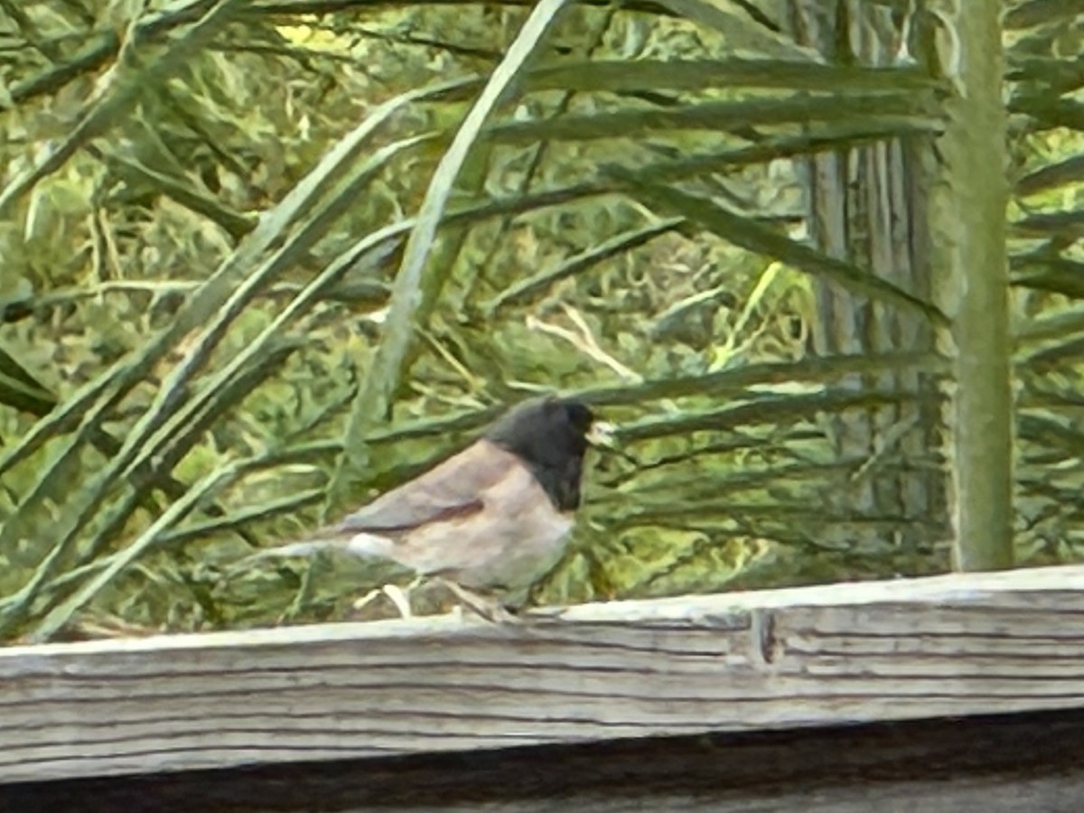 Dark-eyed Junco - ML644239445