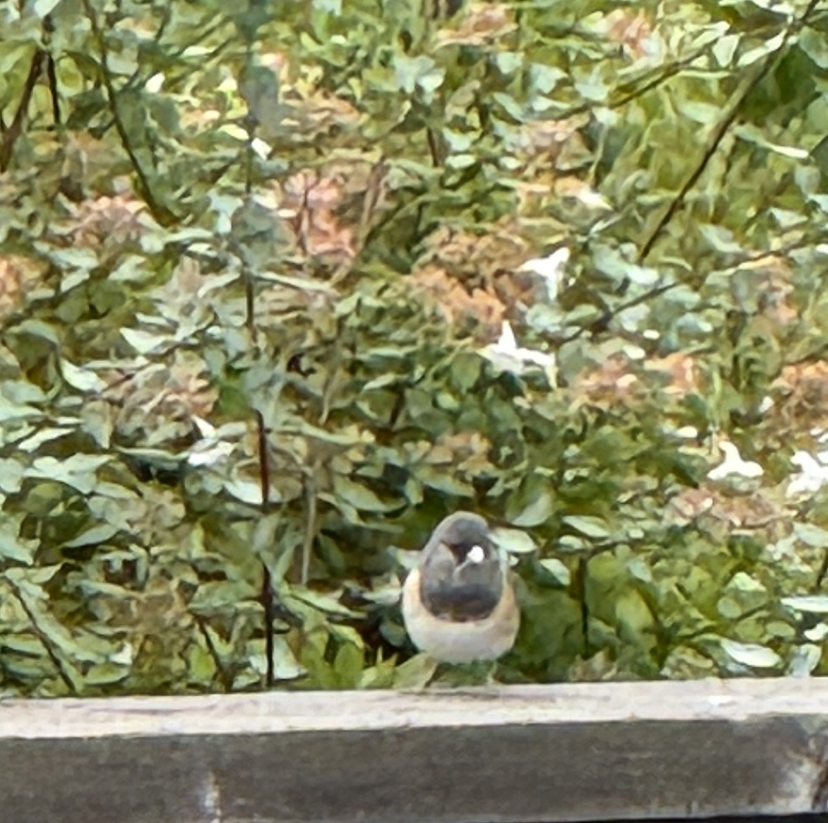 Dark-eyed Junco - ML644239446
