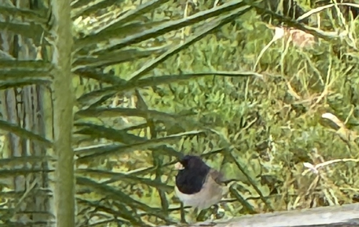 Dark-eyed Junco - ML644239447