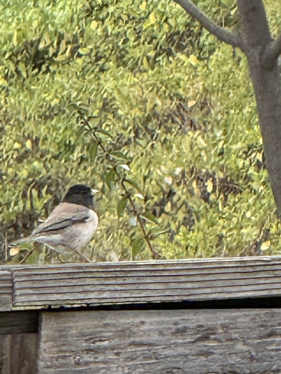 Dark-eyed Junco - ML644239448