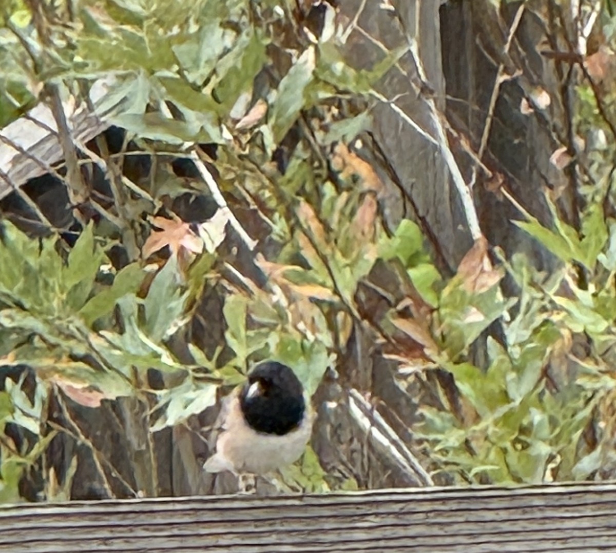 Dark-eyed Junco - ML644239449