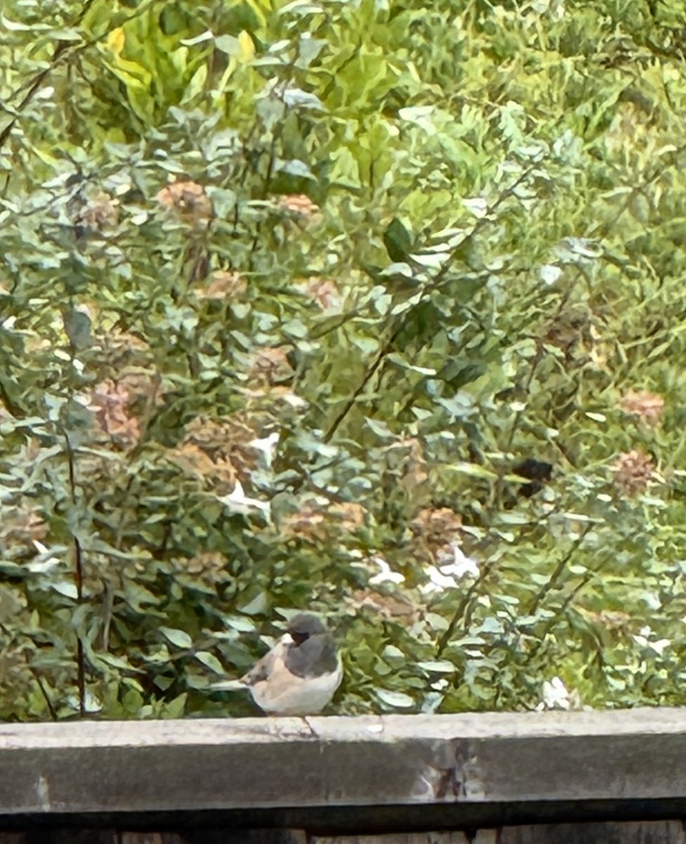 Dark-eyed Junco - ML644239450