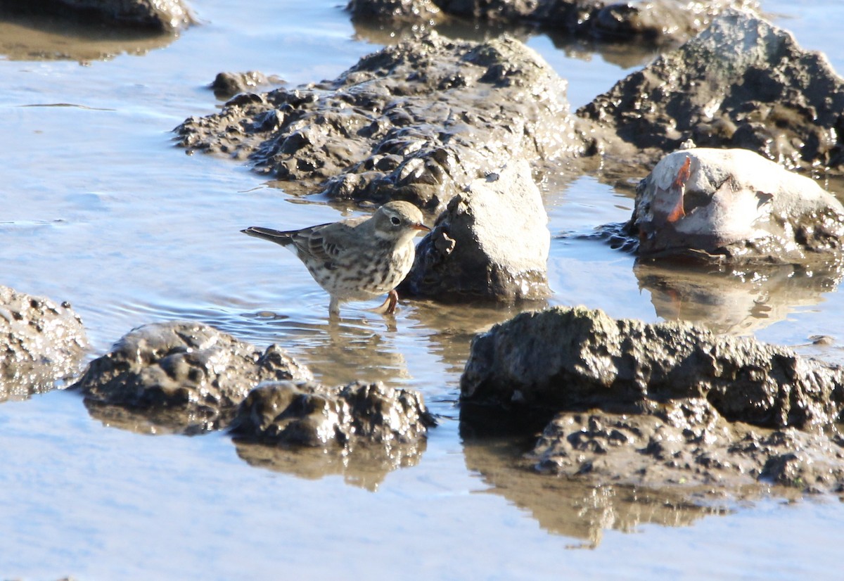 American Pipit - ML644239451