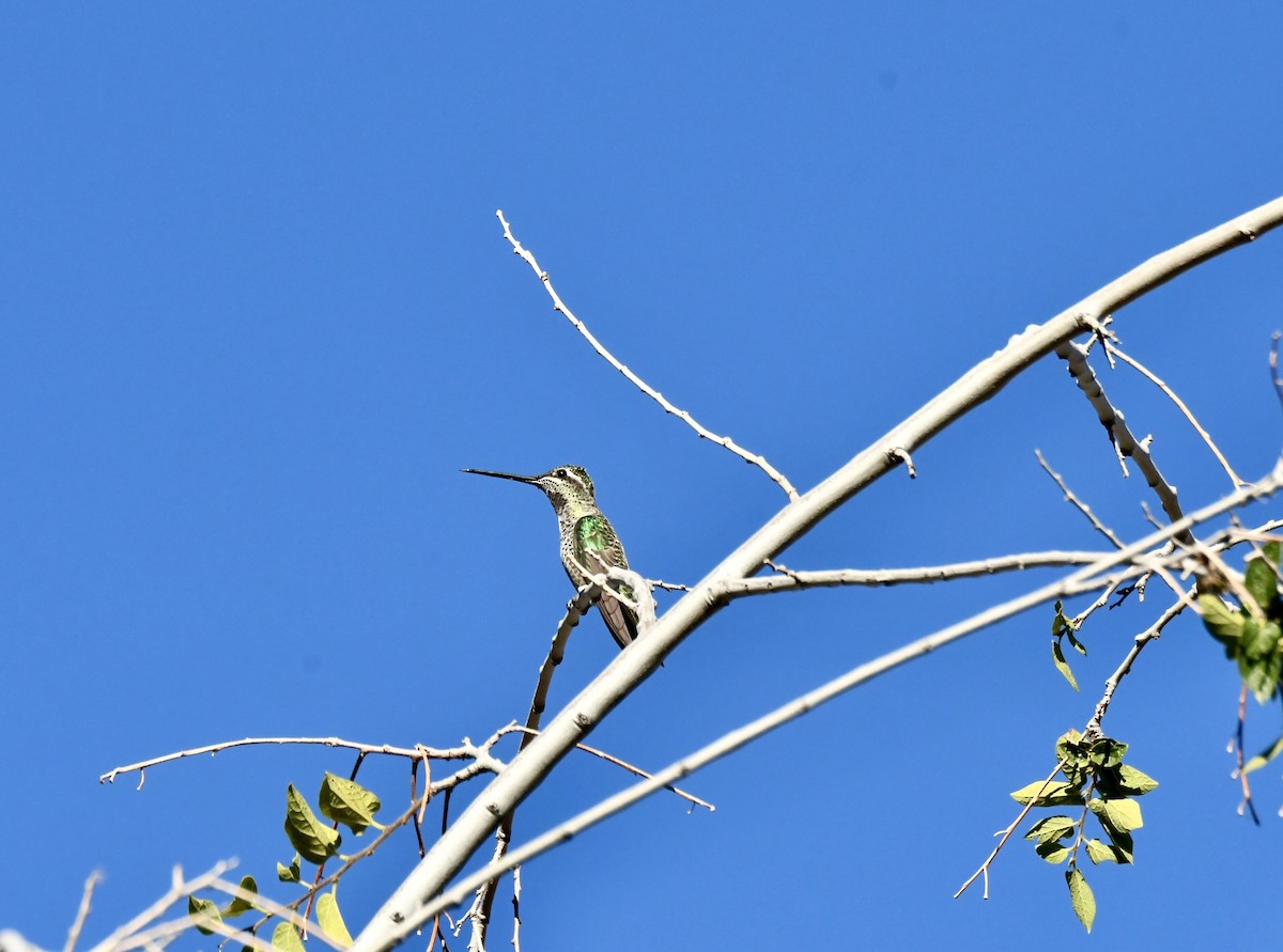 purpurissekolibri - ML644239454