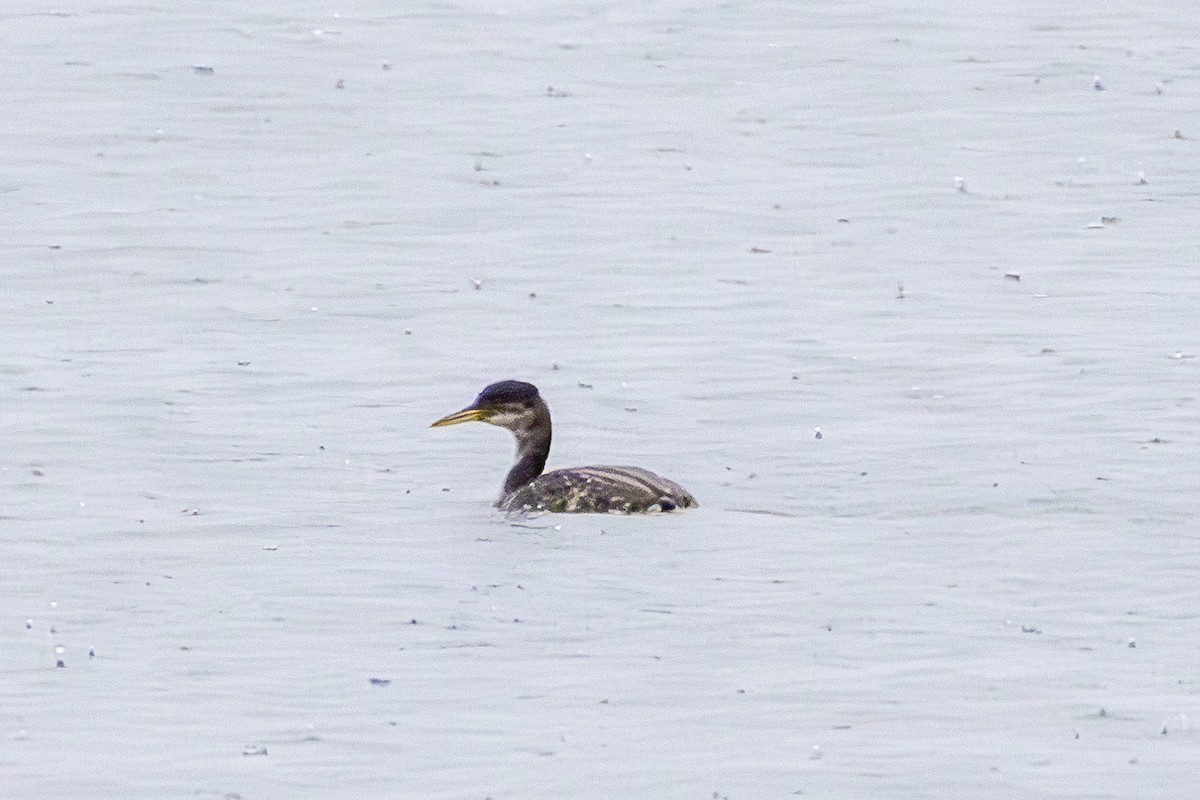 Red-necked Grebe - ML644239465