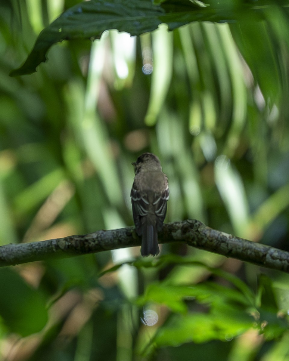 Eastern Wood-Pewee - ML644239467