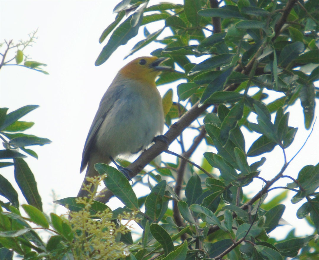 Orange-headed Tanager - ML644239481