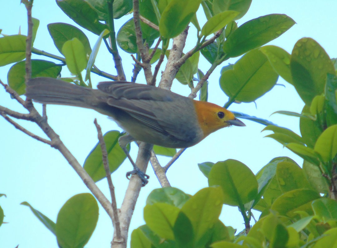 Orange-headed Tanager - ML644239482