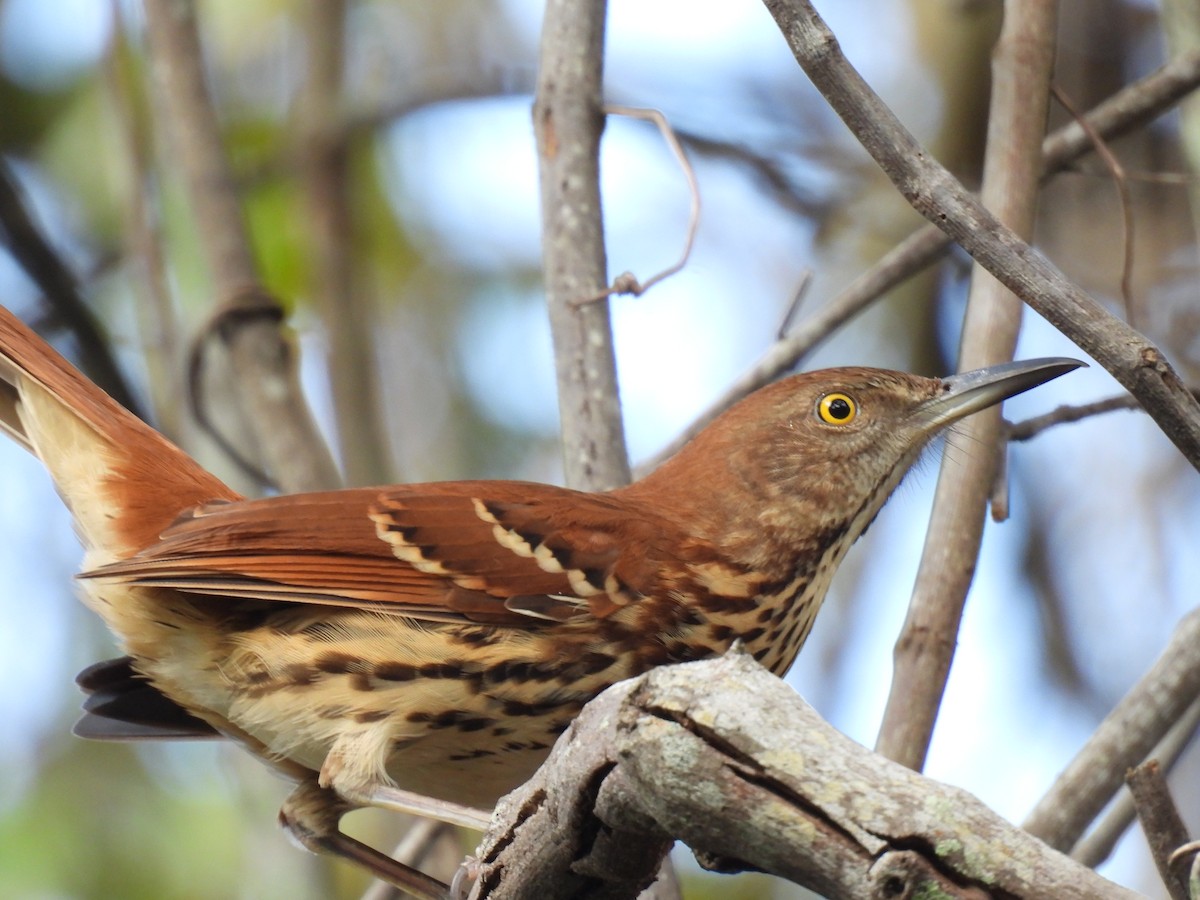 Cuitlacoche Rojizo - ML644239565